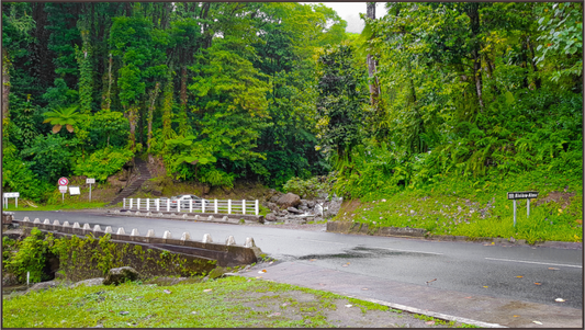 Main image Route et Petit Pont Traversant la Dense Forêt Tropicale