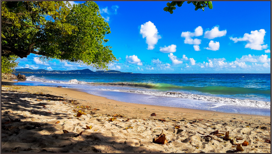 Main image Ombre Rafraîchissante sous les Arbres sur une Plage