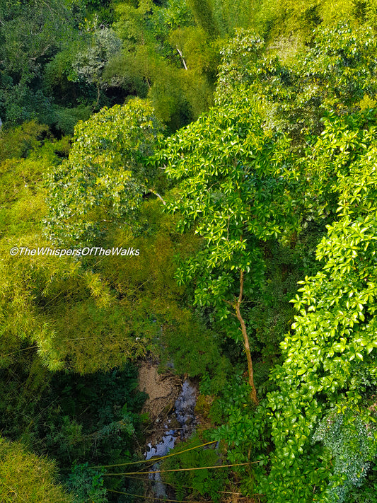 Le Souffle Secret de la Forêt