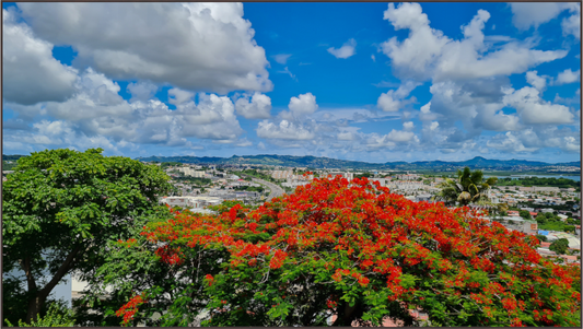 Main image Arbre Flamboyant, dominant une vue panoramique