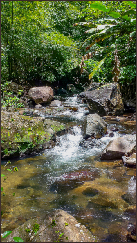 Main image Ruisseau d'Eau Vive dans une Forêt Tropicale Luxuriante