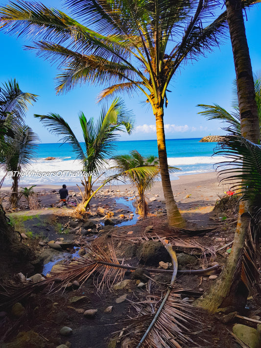 Vue de la plage aux palmiers