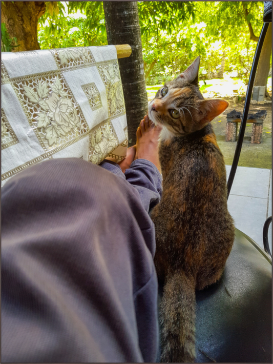 Main image Chaton Calicot Câlin