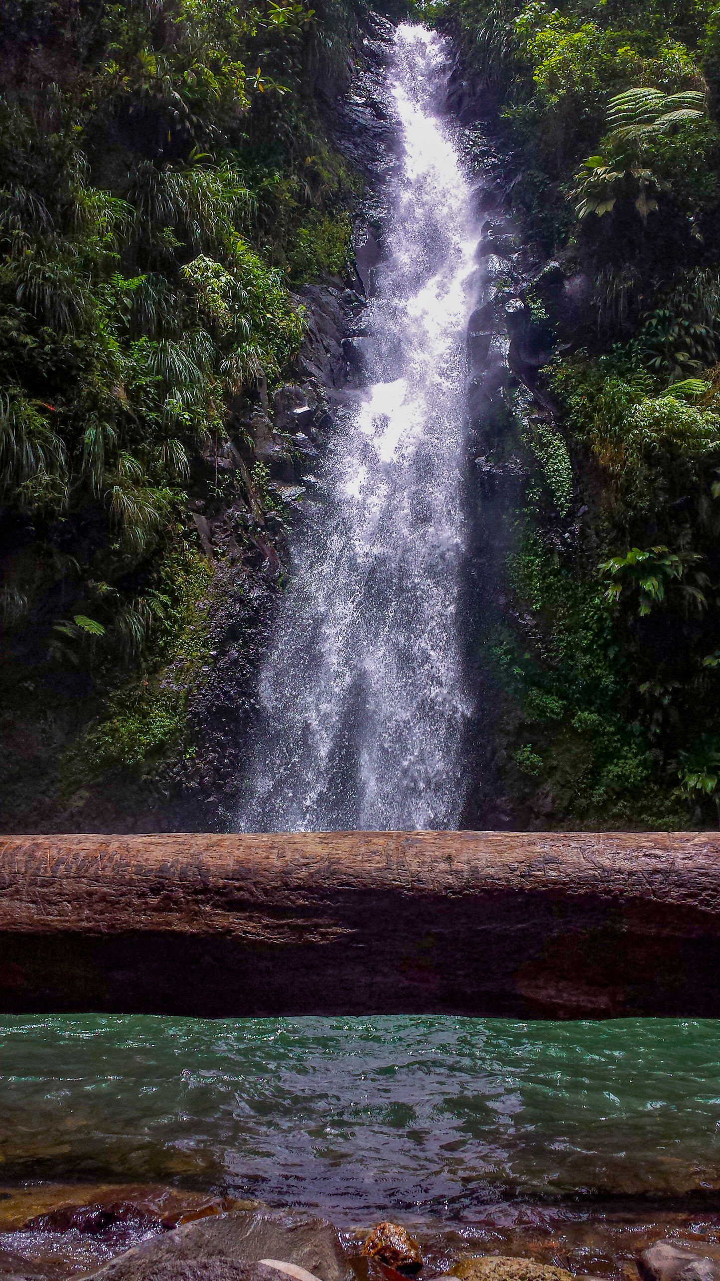 Cascade d'Eau Vive en Forêt Tropicale