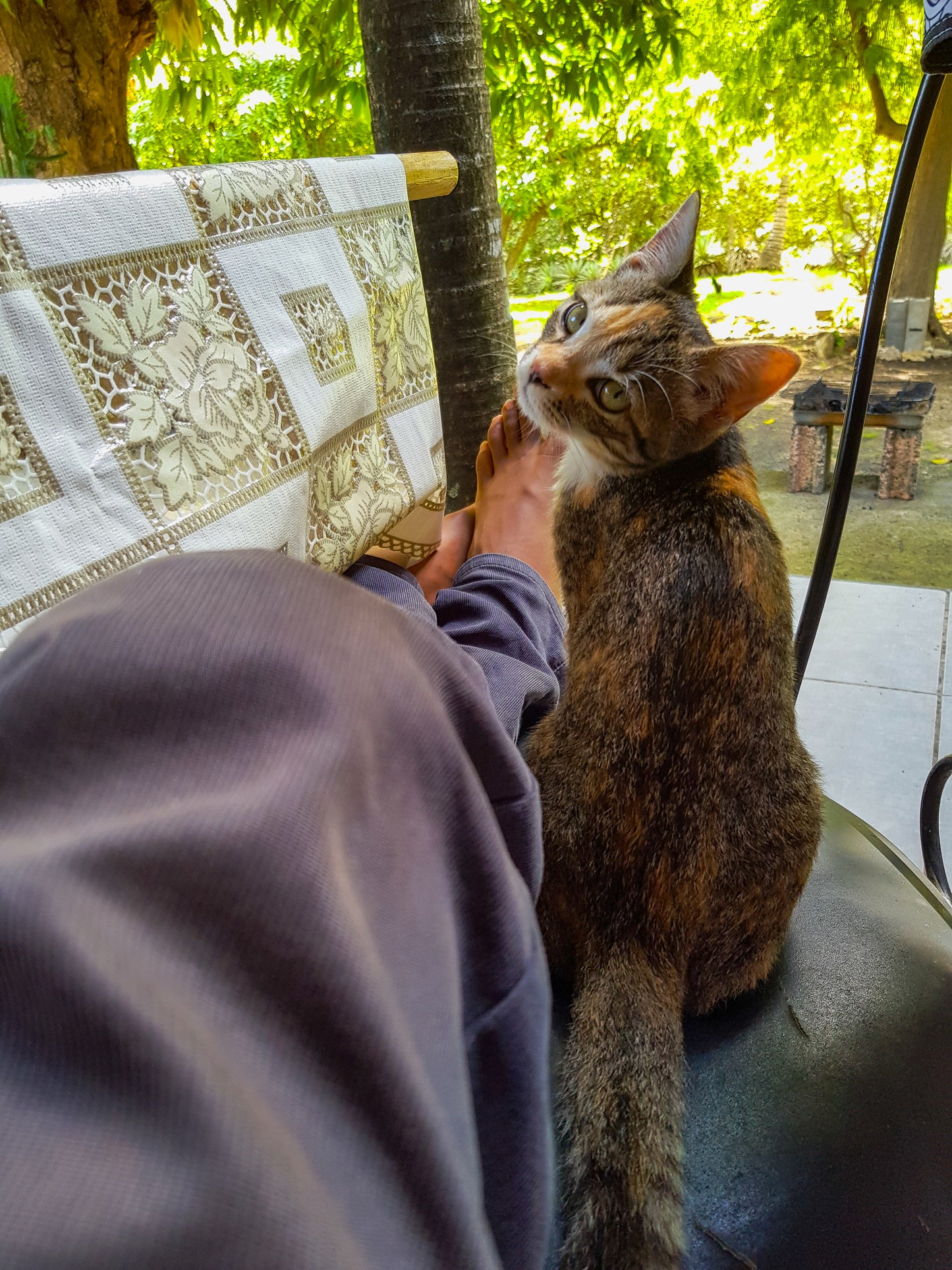 Chaton Calicot Câlin