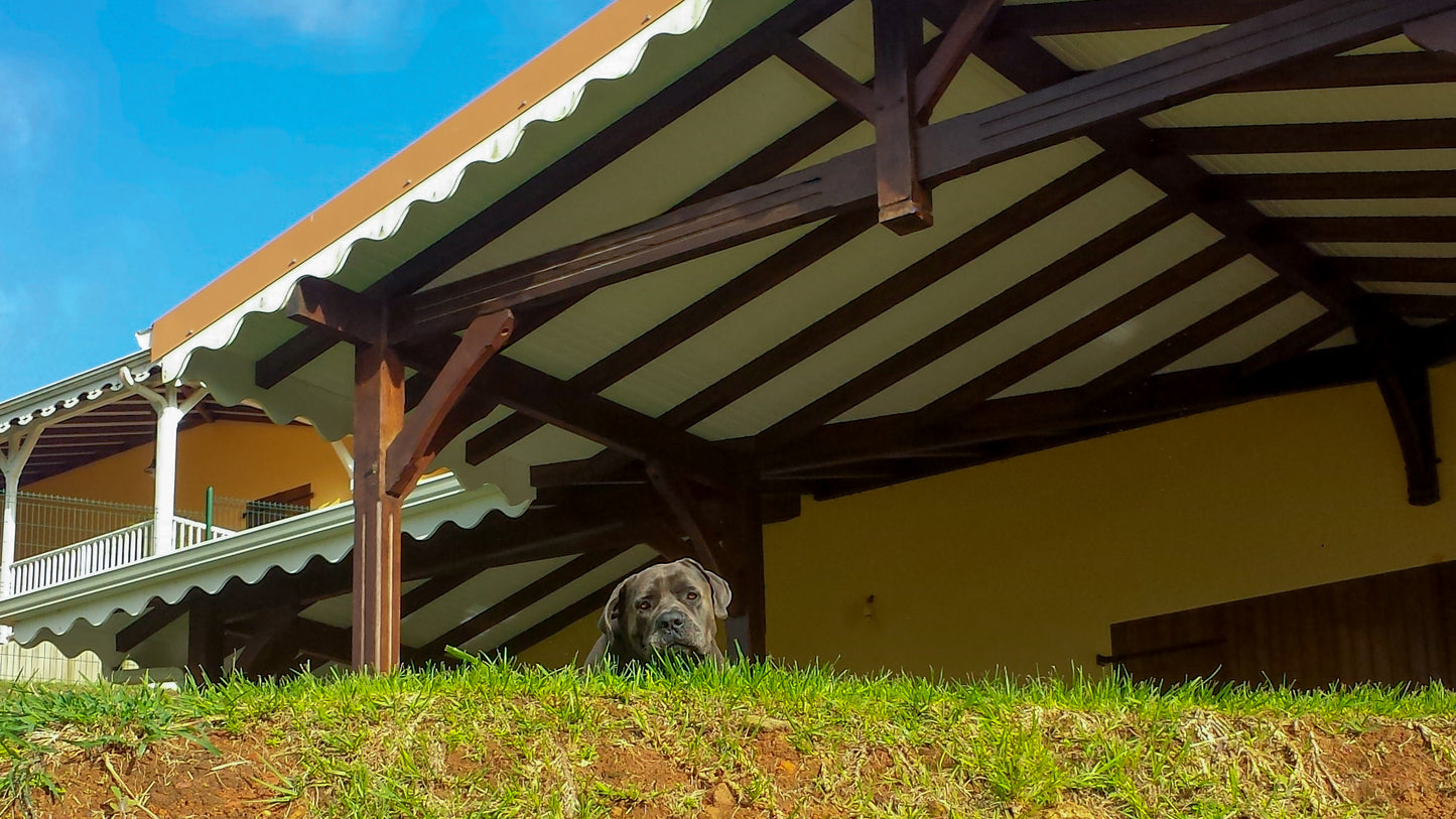 Portrait d'un Cane Corso