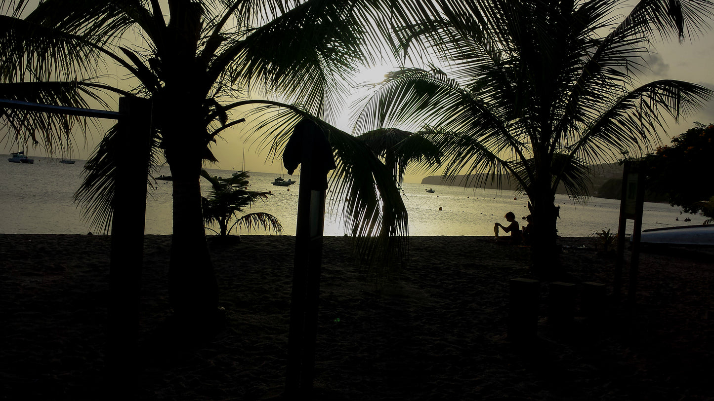 Silhouette de Palmiers sur une Plage