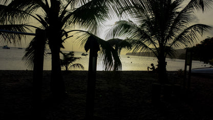 Silhouette de Palmiers sur une Plage