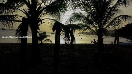 Silhouette de Palmiers sur une Plage
