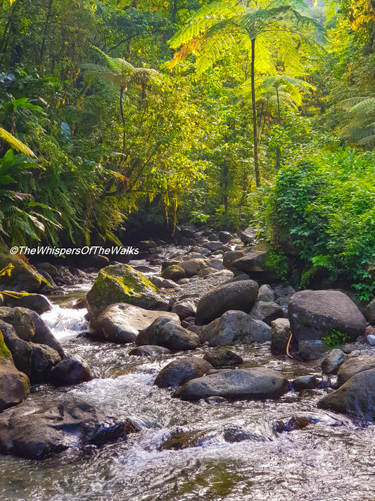Petit Rivière Traversant la Forêt