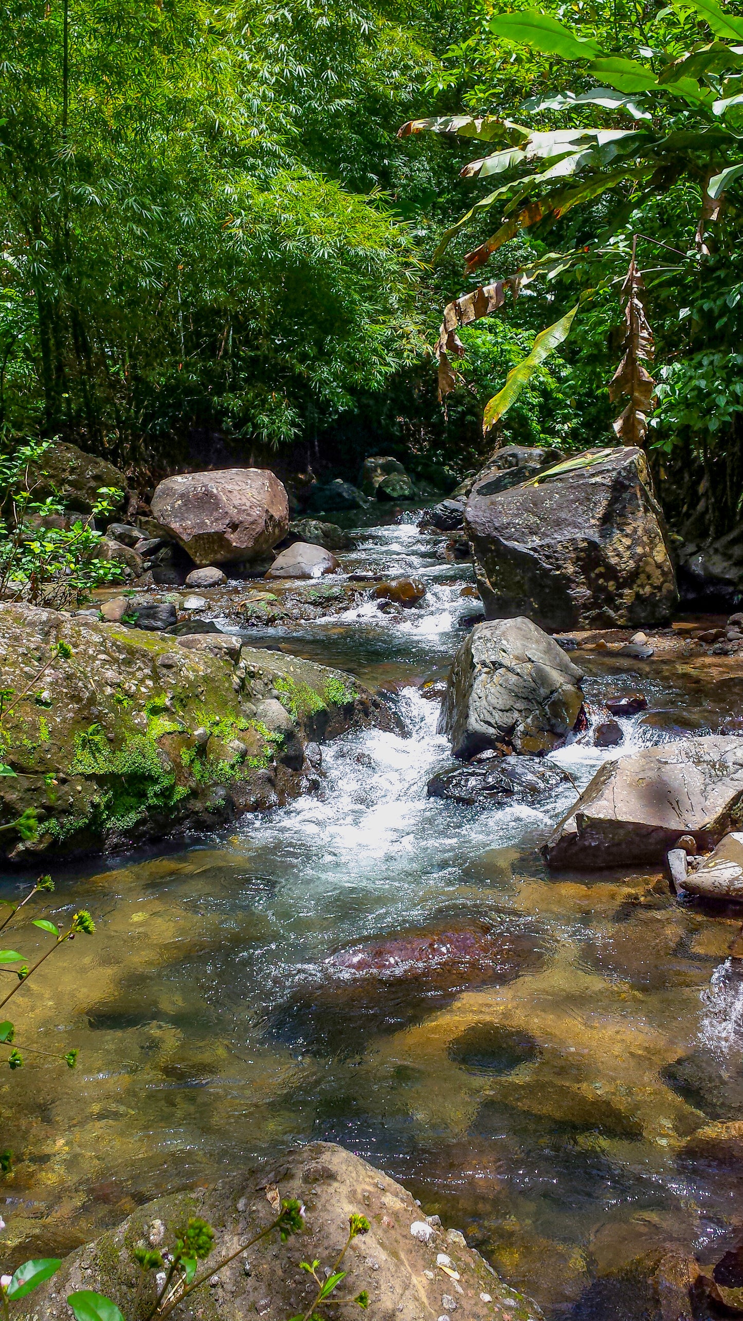 Ruisseau d'Eau Vive dans une Forêt