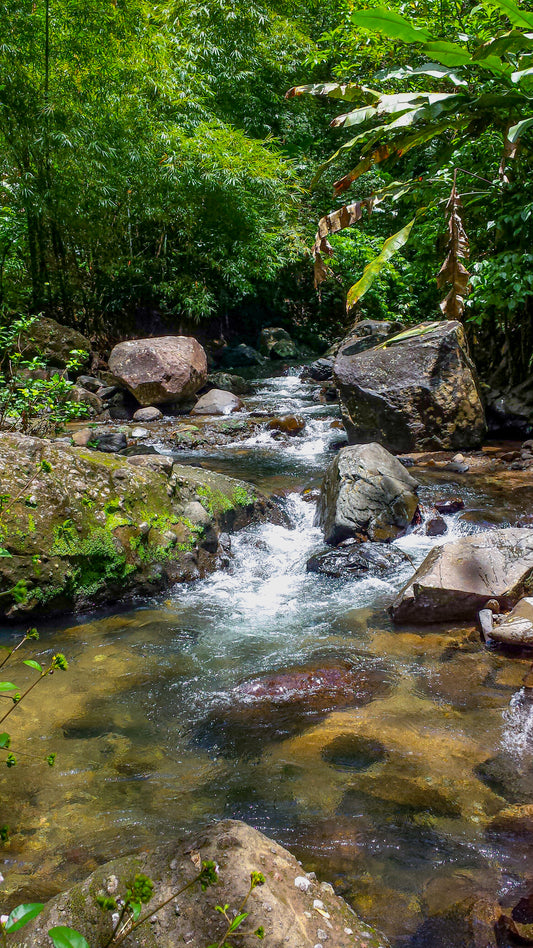 Ruisseau d'Eau Vive dans une Forêt